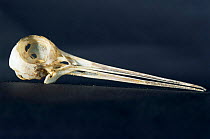 Common snipe skull {Gallinago gallinago}