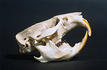 Skull of a Muskrat {Ondatra zibethicus}