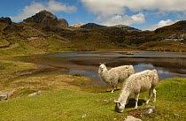Alpacas grazing {Lama pacos} Paramo habitat, Cajas National Park, Andes, Ecuador