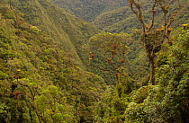 Cloud Forest, Podocarpus National Park, Zamora-Chinchipe Province, Andes