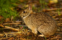 Brazilian rabbit {Sylvilagus brasiliensis} Podocarpus NP. Andes, Ecuador