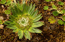 Paramo plant in flower {Valeriana rigiola} Cajas National Park, Andes, Ecuador
