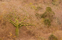 Ceibo / Kapok tree {Ceiba trischistandra} Pacific dry forest, Machalilla NP. Ecuador