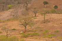 Kapok trees {Ceiba trischistandra} in area cleared for cattle, Ecuador