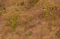Ceibo / Kapok trees {Ceiba trischistandra} Pacific dry forest, Machalilla NP. Ecuador