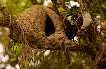 Nest of Pacific hornero {Furnarius cinneamomeus} Machalilla NP. Ecuador