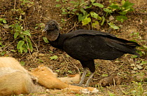 Black vulture {Coragyps atratus} feeding on dead dog, Machalilla NP, Ecuador