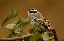 Collared warbling finch {Poospiza hispaniolensis} male, Machalilla NP, Ecuador