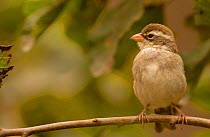 Collared warbling finch {Poospiza hispaniolensis} female, Machalilla NP, Ecuador