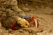 Blue mangrove crab {Cardisoma crassum} Machililla NP, Ecuador