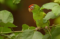 Red-masked conure {Aratinga erythrogenys} Machalilla NP, Ecuador
