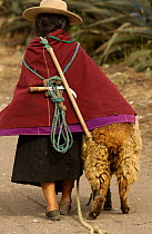Salasaca Indian woman with traditional costume with sheep, Salasaca, Ecuador 2004