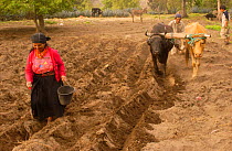Salasaca Indians planting seeds in newly ploughed field, Salasaca, Andes, Ecuador 2004