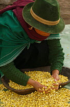 Salasaca Indian with dried corn, Salasaca, Andes, Ecuador 2004
