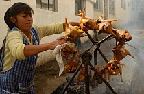 Cooking Cui / Guinea Pigs on rotating spit, Pelileo Town, Andes, Ecuador 2004