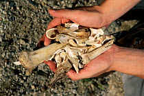 Bones from ossary of Bearded vulture {Gypaetus barbatus} Spain