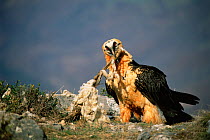 Bearded vulture {Gypaetus barbatus} feeding on sheep carcass, Spain