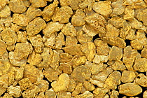 Gold nuggets from placker deposits, Alaska, USA.