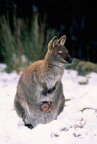 Bennet's / Red necked wallaby with joey in pouch {Macropus rufogriseus} Tasmania, Australia