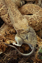Western diamondback rattlesnake {Crotalus atrox} eating Wood rat, AZ, USA.
