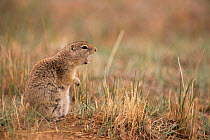 Richardson's ground squirrel giving alarm call {Spermophilis richardsonii}