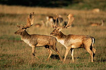 Fallow deer bucks in rut {Dama dama} UK.