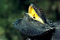 Bearded dragon lizard, defense display {Amphibolurus barbatus} Queensland, Australia.