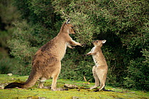Western grey kangaroo mother and joey play boxing {Macropus fuliginosus} Australia