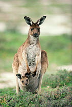 Western grey kangaroo with joey in pouch {Macropus fuliginosus} Australia.