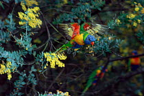Rainbow lorikeet flying {Trichoglossus haematodus} Queensland, Australia.