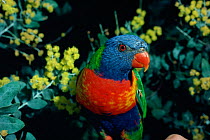 Rainbow lorikeet {Trichoglossus haematodus} Queensland, Australia.