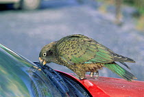 Kea on car windscrren {Nestor notabilis} South Is, New Zealand