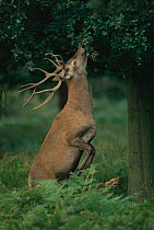 Red deer standing to browse on Oak tree {Cervus elaphus} UK.