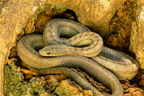 Antiguan racer {Alsophis antiguae} female, world's rarest snake, Antigua