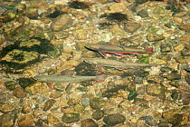 Brook trout in river {Salvelinus fontinalis} Rocky Mountain NP, Colorado, USA.