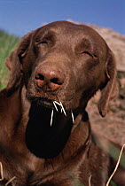 Chocolate labrador retriever after encounter with Porcupine, USA.