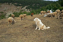 Pyrenean mountain dog guarding sheep, Pyrenees, France