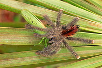 White toed tarantula / bird spider {Avicularia metallica} eating Katydid, Peru