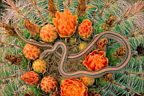 Western patch nosed snake {Salvadora hexalepis} amongst flowering cactus. Arizona, USA.