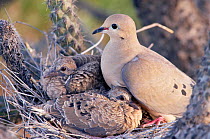Mourning dove at nest with chicks {Zenaida macroura} Arizona, USA. Sonoran desert