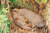 Gambel's quail on nest with chick {Callipepla gambelii} Arizona, USA.