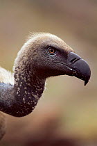 Cape vulture head portrait {Gyps coprotheres} South Africa