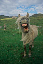 Rhum pony, mouth wide open, Isle of Rhum, Scotland, UK.