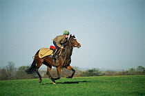 Thoroughbred race horse galloping {Equua caballus} UK.