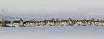 Pronghorn antelope herd {Antilocapra americana} migrating through snow, Wyoming,