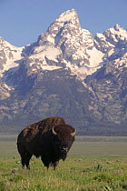 Bull bison {Bison bison} Grand Teton NP, Wyoming, USA.