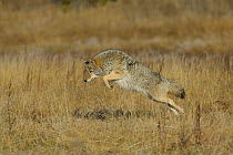 Coyote pouncing for rodents in grass {Canis latrans} Yellowstone NP, Wyoming, USA.