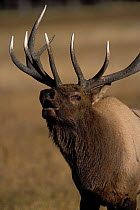 Bull Elk {Cervus elaphus} bugling during autumn rut. Yellowstone NP, Wyoming, USA.