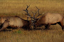 Bull Elk {Cervus elaphus} fighting during autumn rut. Yellowstone NP, Wyoming, USA.