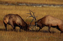 Bull Elk {Cervus elaphus} fighting during autumn rut. Yellowstone NP, Wyoming, USA.